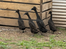 Female Indian runner ducks