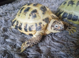 Horsefield tortoise with tortoise table