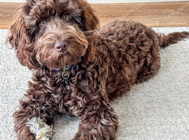 Cockapoo boy, loving home wanted