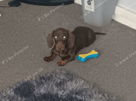 Male miniature dachshund