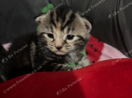 Beautiful kittens available now