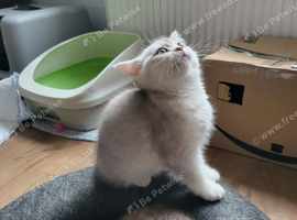 Scottish straight kittens