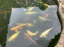 Free koi