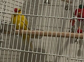 Yellow Kakariki