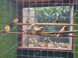 Zebra finches