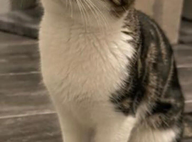 Female cat looking for rehome