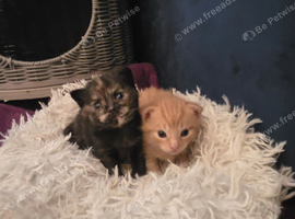 1 boy 1 girl looking for forever home