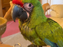 Hand reared Military Macaws M&F