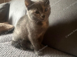 Beautiful kitten
