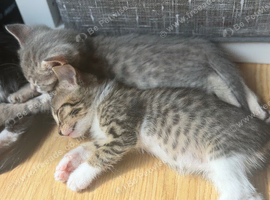 Bengal cross kittens