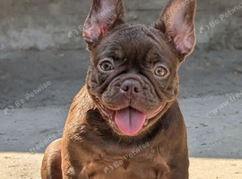 Beautiful french bulldog, fluffy & pink carrier