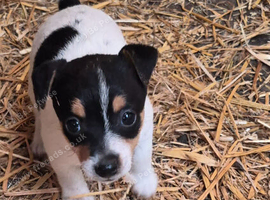 Jack Russell bitch puppies
