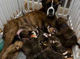 Kc Boxer puppies