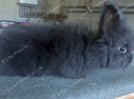 Beautiful lionhead doe ( girl )