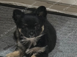 Gorgeous long haired chihuahua pups