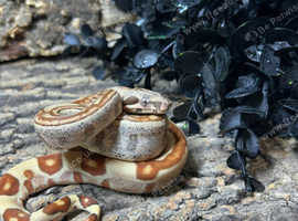 Jungle Common Boas at Birmingham Reptiles