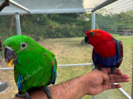 Hand reared Eclectus ready in 2 weeks.