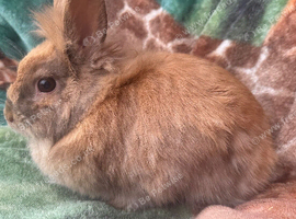 Lionhead rabit for rehome