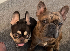 frenchie puppies