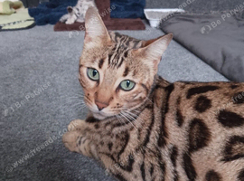 Female purebred 4yr old spayed bengal