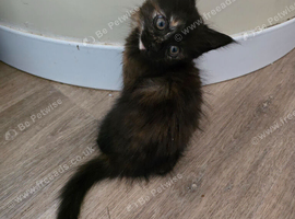 2 kittens ready to leave