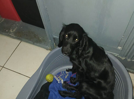 Cockermouth spaniel