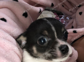 Beautiful Boi Chihuahua