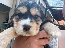 Rare Coloured Show-Type Cocker Spaniel Puppies