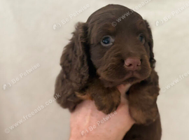 2x cockerspaniel pups