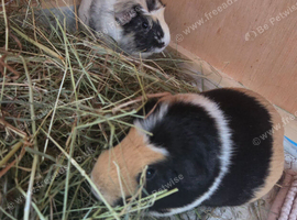 Guineapig sows