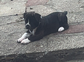 Bullkita American bulldog and American Akita mix