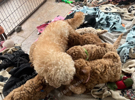 Cavachon x toy poodle puppies