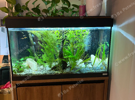 Fluval 120L fish tank, stand and fish