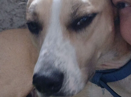 Hi i have a 18mth old bully cross saluki amazing with children im unwell and cant look after him anymore