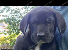 Great Dane x Cane corso puppies
