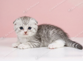 Beautiful Scottish Fold & Scottish Straight Kittens Looking for Loving Homes