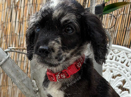READY NOW beautiful cockapoo boys