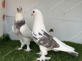 Kurdish pigeons