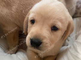 Labrador Retriever Puppies - Raised with Love