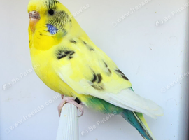 Various Stunning Quality Beautiful Budgies