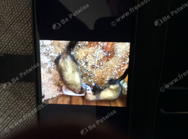 Ferrets polecats about 5 months old
