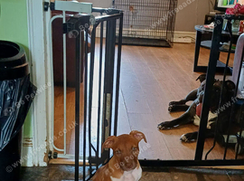 American bully