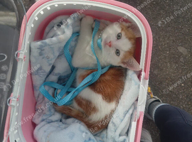 Kitten for sale