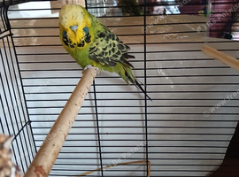 Green budgie