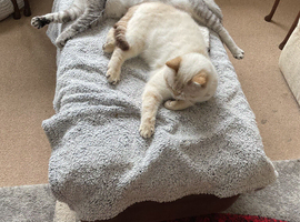 Scottish fold kitten