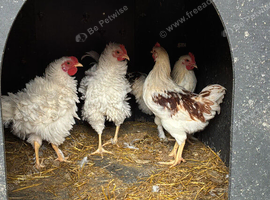 Hybrid chicks available