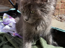 Ragdoll X British short hair kittens available ready now