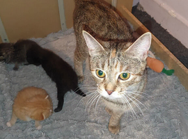 Hi I have lovely kittens looking for home