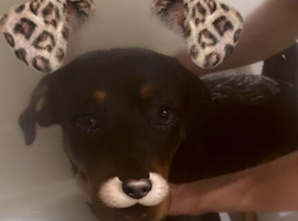 10 month old Rottie