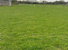 Sheep Grazing in Saltford